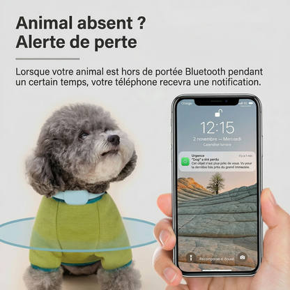 Chien avec collier GPS